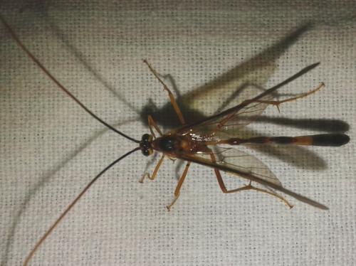 Réf. 207 691 : Stauropoctonus bombycivorus